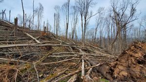 A mountainside covered in hundreds of fallen timber and mud left behind by the storm.