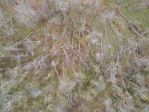 An aerial view of a mountainside covered in hundreds of fallen trees.
