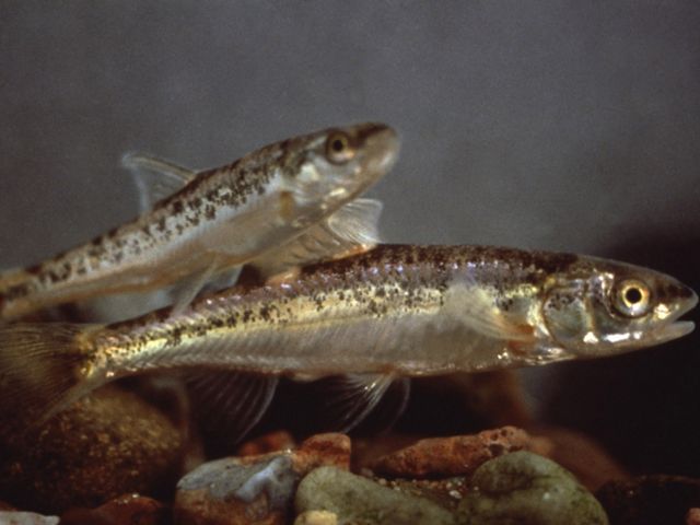 Two small silver fish with brown speckles hover above a pebbled stream bed.