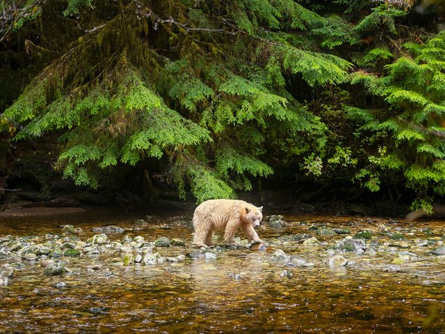 Un oso camina sobre piedras a la orilla de un río