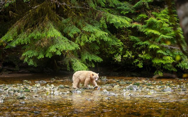 A white bear known as a Spirit Bear walks among rocks in a stream, with large branches of coniferous trees extending over the water behind the bear.