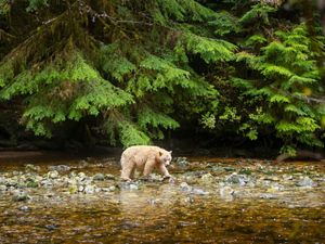 a spirit bear walks across a stream in a forest