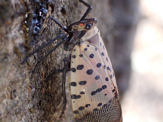 A spotted lantern fly on a tree.
