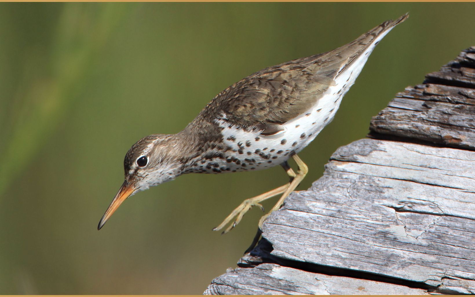 Spotted Sandpiper  The spotted sandpiper isn’t seen in large numbers in the spring—and even then the recorded numbers vary quite a bit from year to year. © Flickr user Nigel (CC by 2.0)