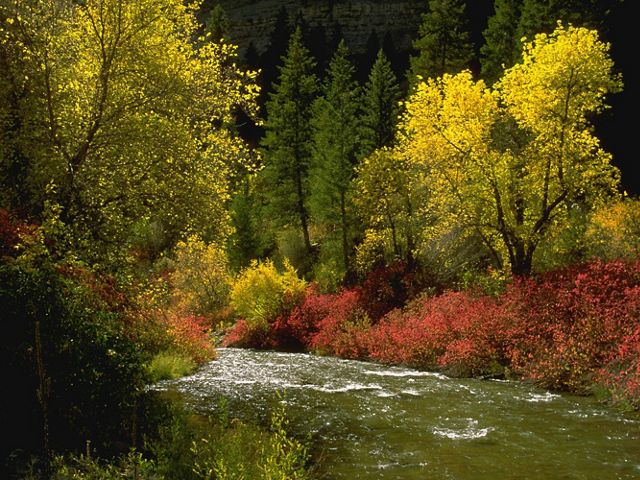 A river rushes through an autumn-colored forest.
