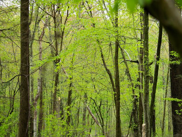 Pale green leaves grow on trees in a thick forest.