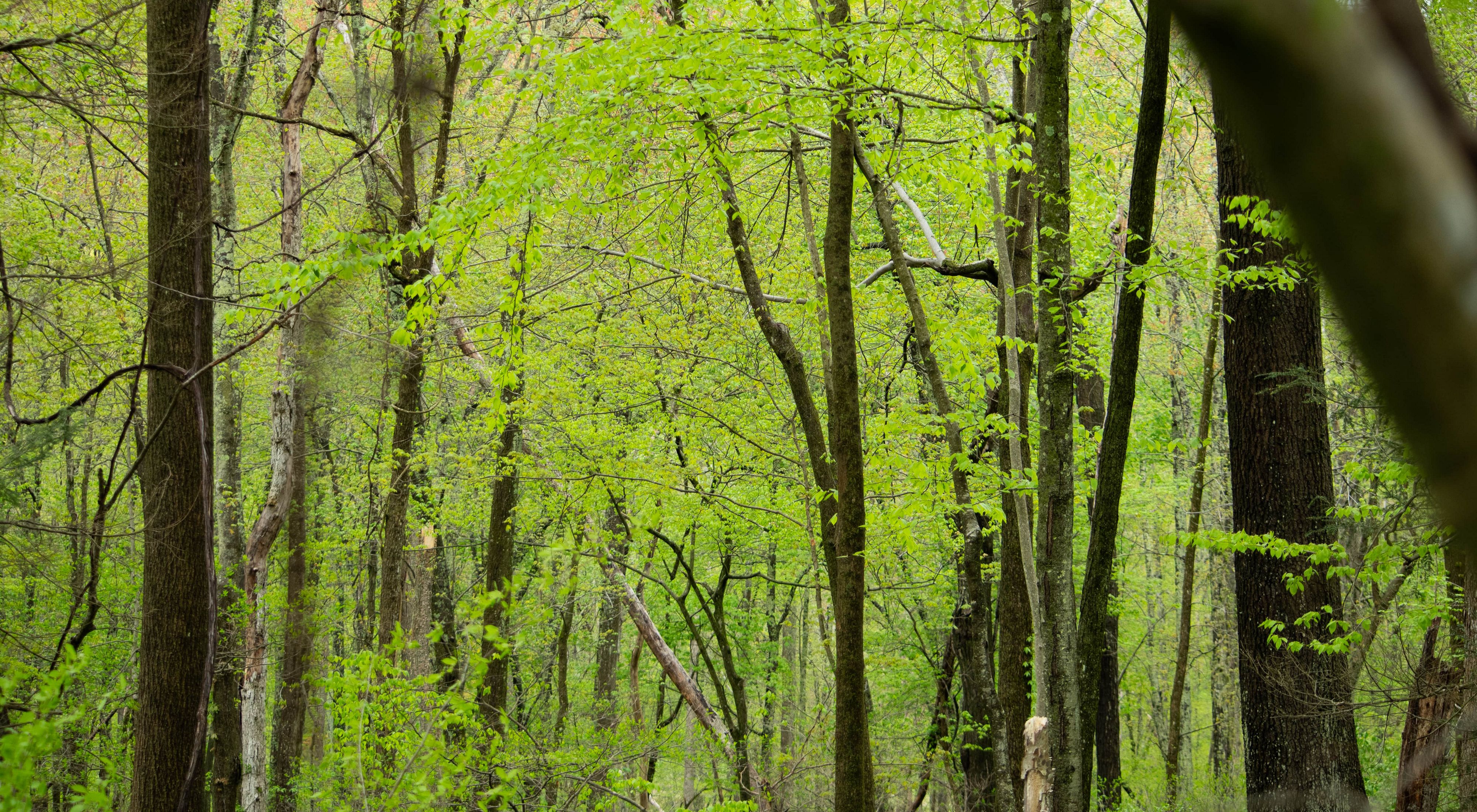 Green leaves fill a dense forest.