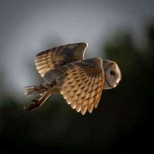 An American barn owl in flight with its wings outstretched and its talons pointing backward. 