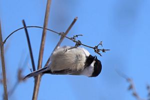 Black-capped chickadee hanging upside down from a bare vine against a clear blue sky, shown in close-up with fluffed feathers and sharp detail.