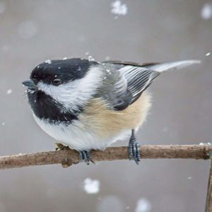 A black capped chickadee  on a branch in the snow.
