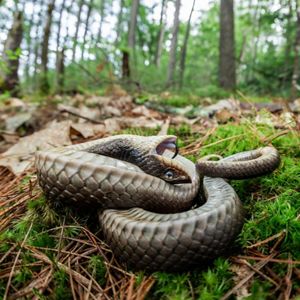 A grey Eastern hognose snake on a forest floor fakes death, curled up on itself with its belly up, its mouth wide open, and its tongue hanging out. 