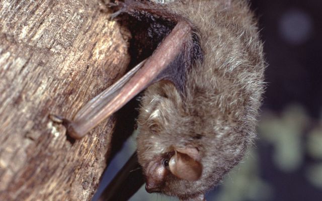 A close-up image of a little brown bat hanging upside down from a tree trunk, with its wings folded close to its body.
