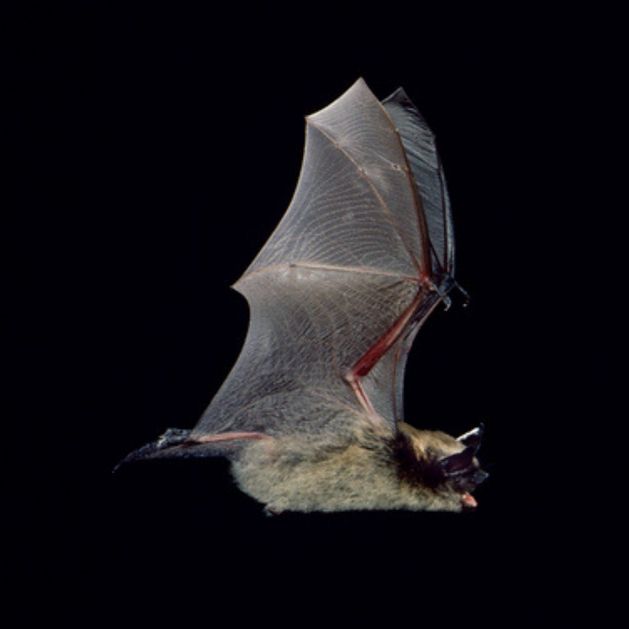 A small brown bat is caught mid-flight against a black background. 