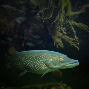 A northern pike fish underwater next to roots against a dark background. 
