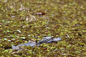An alligator waits in the water, surrounded by leaves.