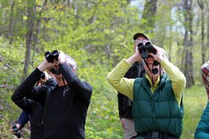 A group of birders looking up at the sky with their binoculars.