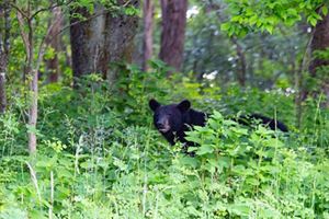 A black bear peeking through tall green grass.
