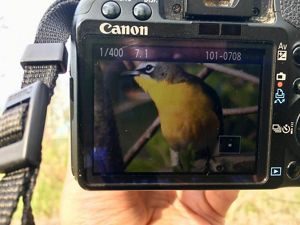 Photo of a yellow chat bird on a camera screen.