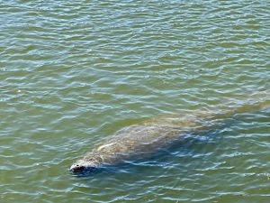 A manatee floats in blue, rippling water.