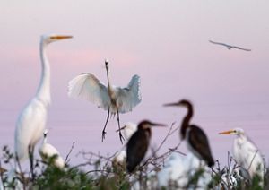 A flock of shorebirds sitting and flying near Chincoteague Bay.
