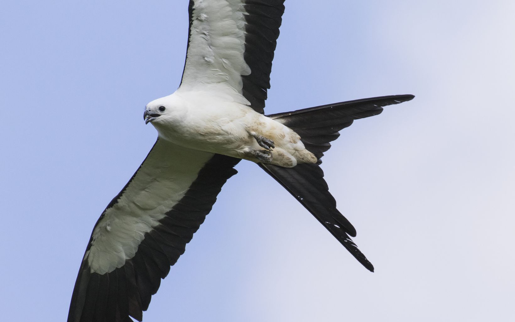 Swallow tailed kites (Elanoides forficatus) often flock to agricultural fields to feed on insects before their migration. 