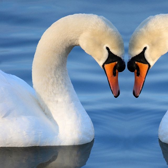 Two swans come together to form a heart.