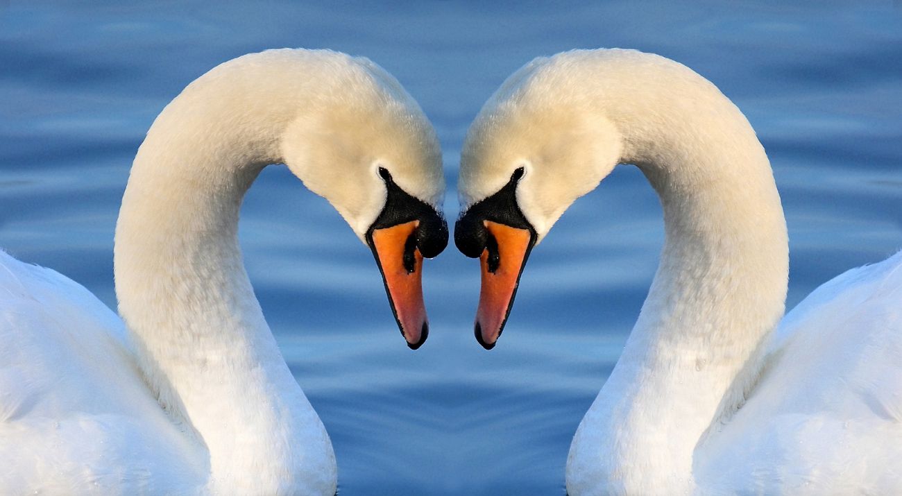 Close-up of two swans with their heads together, making a heart shape.