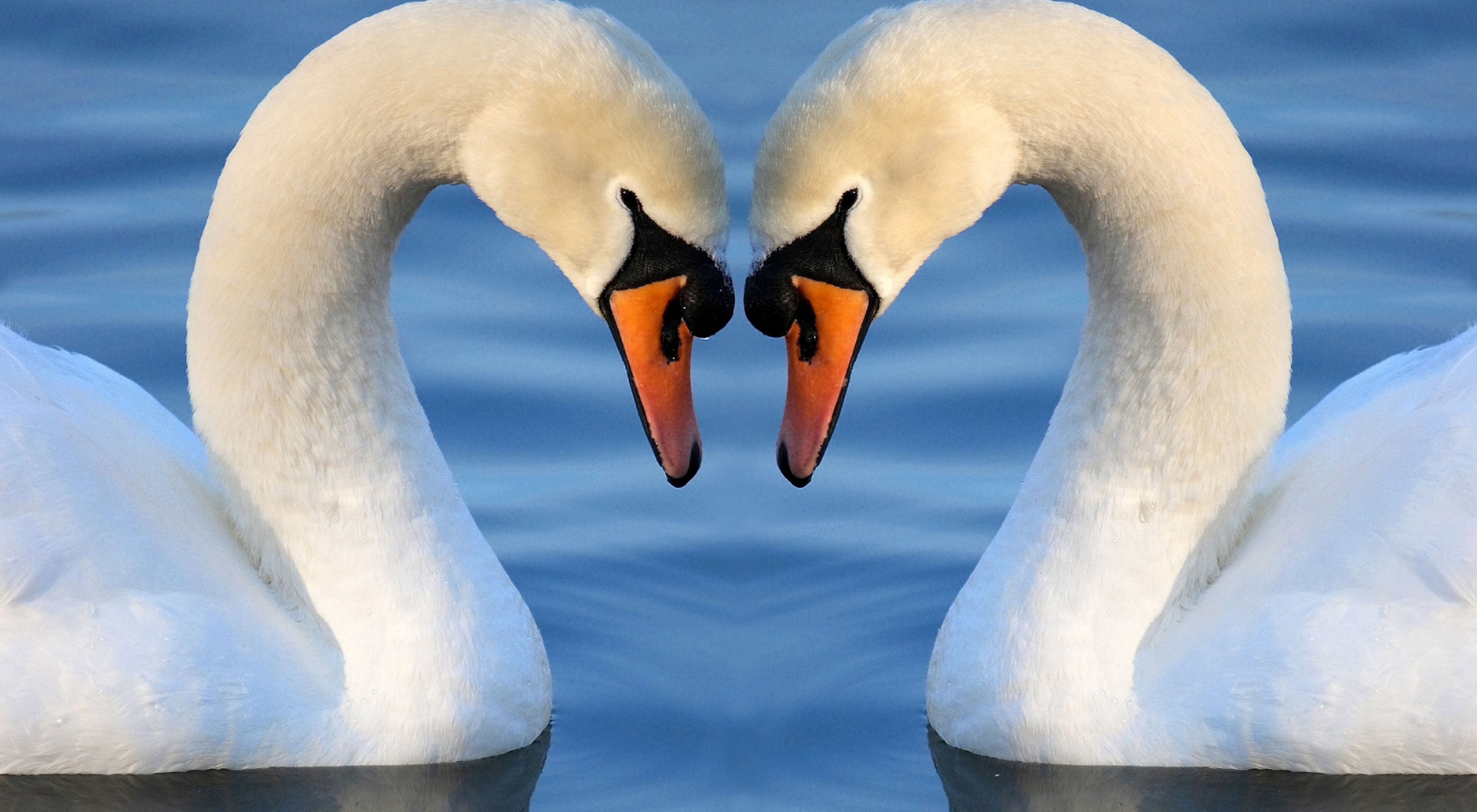 Dos cisnes tocan sus cabezas, y con sus cuellos forman la silhueta de un corazón.