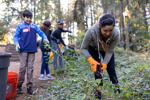 A group of people bend over an invasive plant as they work to take it out of the ground. 