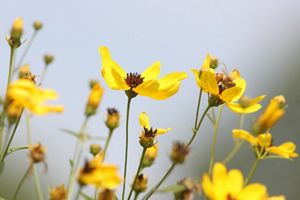 This tall slender wildflower thrives in sunny open areas throughout Ohio.