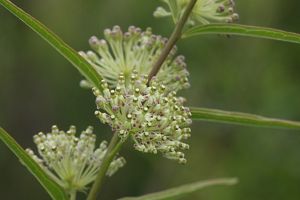 A close-up of spiky tall green milkweed flower clusters and leaves. 