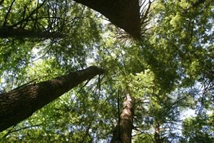 Looking up into a canopy of trees.