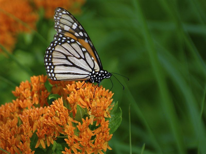 Monarch butterfly landed on butterfly milkweed.