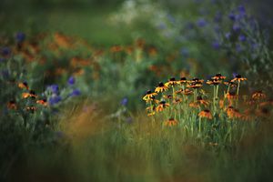 Wildflowers in focus with a green landscape in background.