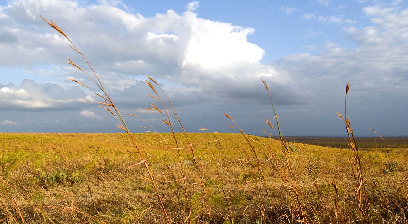 A vast expanse of tallgrass prairie framed against a partly cloudy sky.