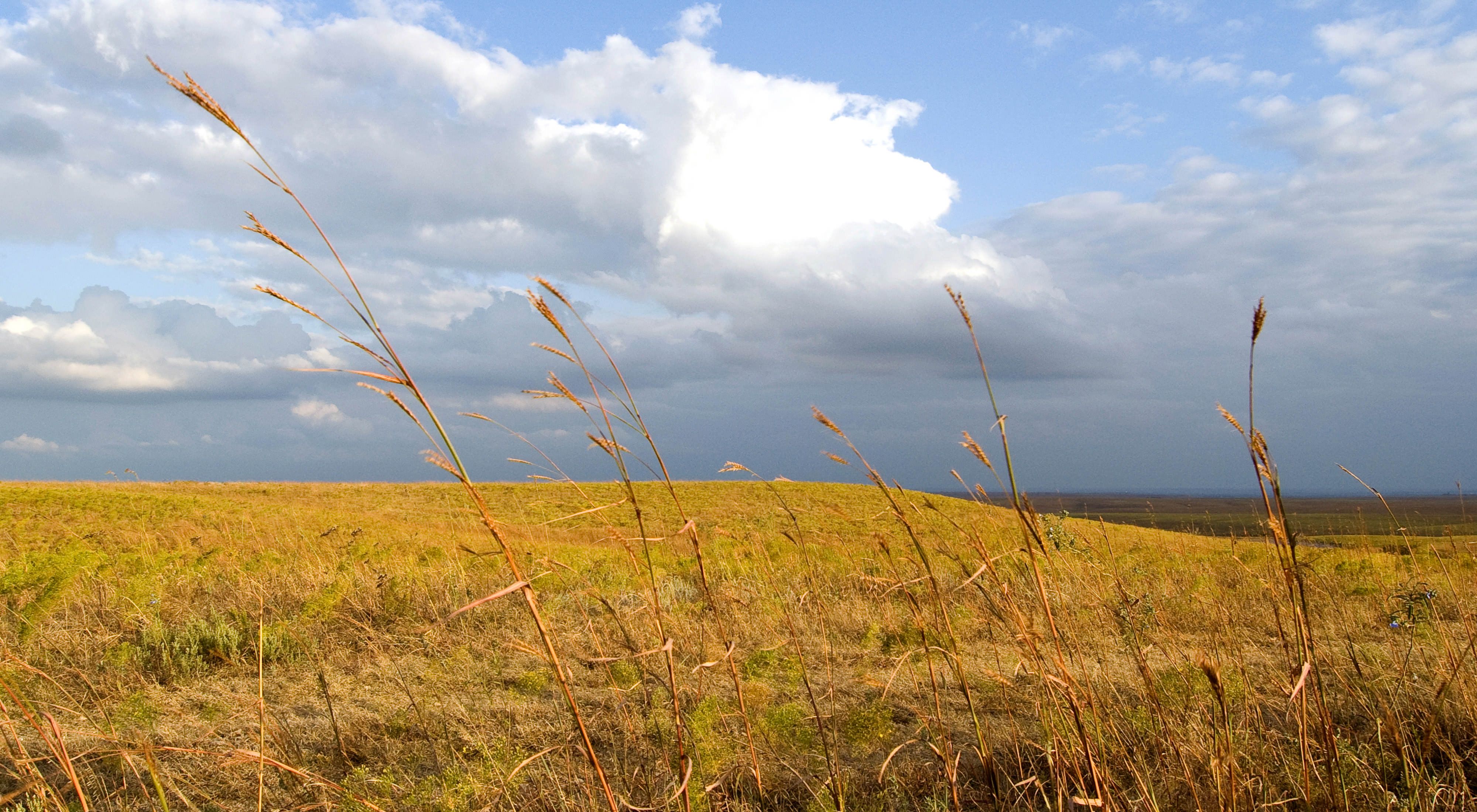 Close view of tall prairie grasses with gently rolling hills in background. 