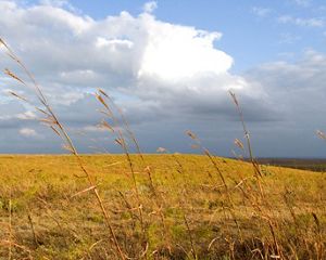 A vast expanse of tallgrass prairie framed against a partly cloudy sky.