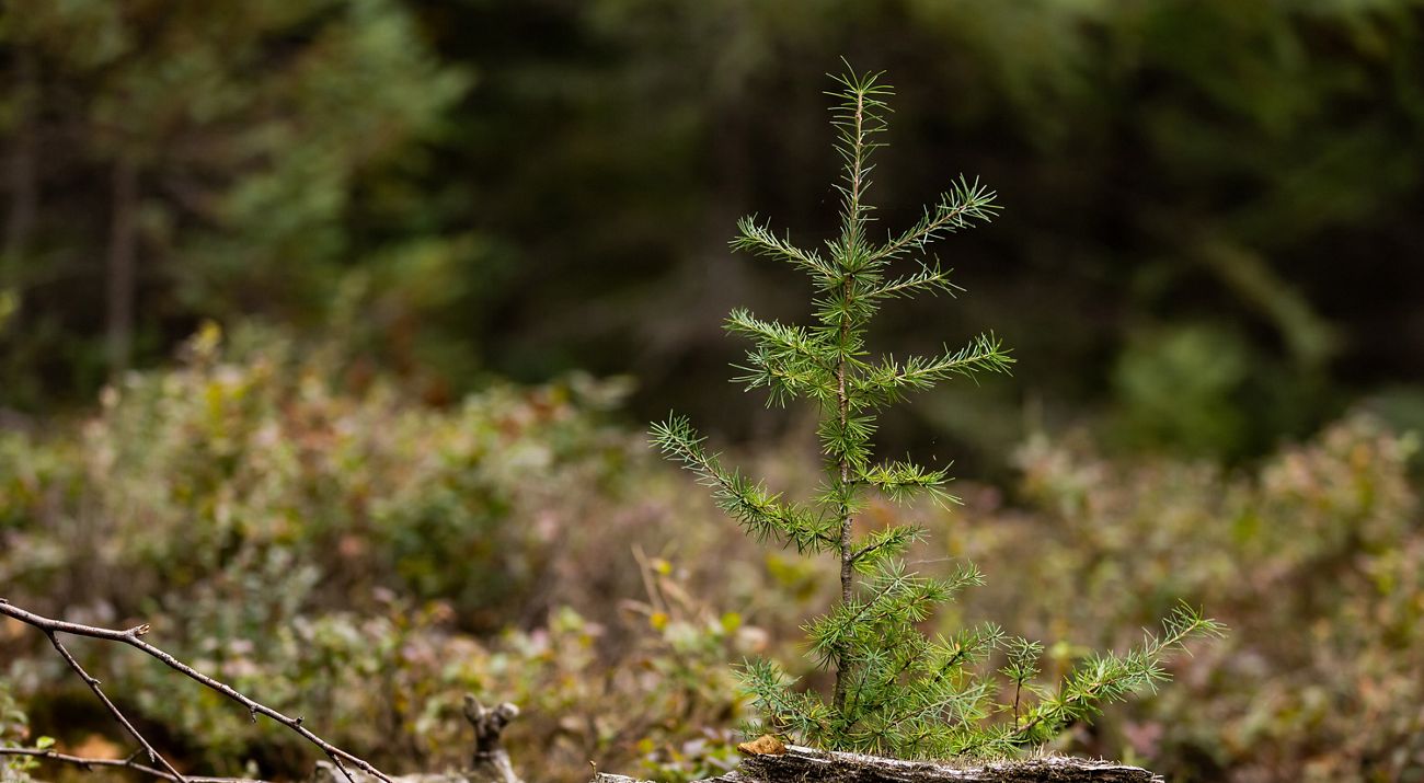 Closeup of a small tamarack tree growing in a bog.