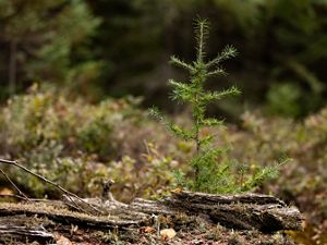 A small tamarack tree growing in a peat bog.
