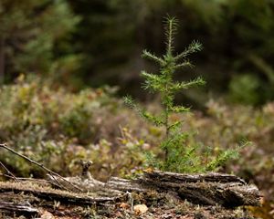 Closeup of a small tamarack tree growing in a bog.