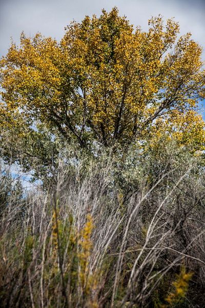 cottonwood tree with yellow leaves in the background and a thicket of mostly leafless shrubs in the foreground.