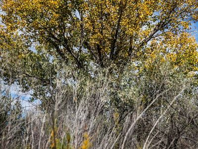 A cottonwood tree with yellow leaves in the background and a thicket of mostly leafless shrubs in the foreground.