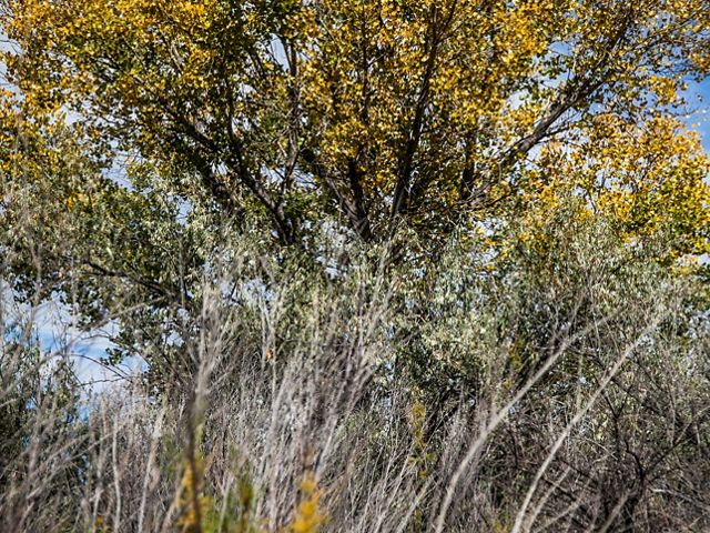 A cottonwood tree with yellow leaves in the background and a thicket of mostly leafless shrubs in the foreground.