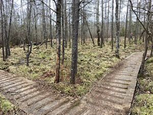 The same view of the wooden boardwalk two days later. The brushy vegetation has been cut and removed, leaving open space between the tall trees.