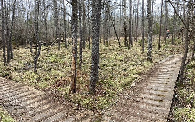 The same view of the wooden boardwalk two days later. The brushy vegetation has been cut and removed, leaving open space between the tall trees.