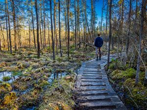 A man stands facing away from the camera on a weathered wooden walkway. The path curves away through tall spindly trees and marshy bog. Small pools of water reflect the sky above.