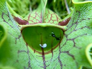 An ant swims in the clear liquid contained in a carnivorous pitcher plant. The wide fluted leaf of the plant is studded with tiny white hairs that help prevent the ant from escaping.