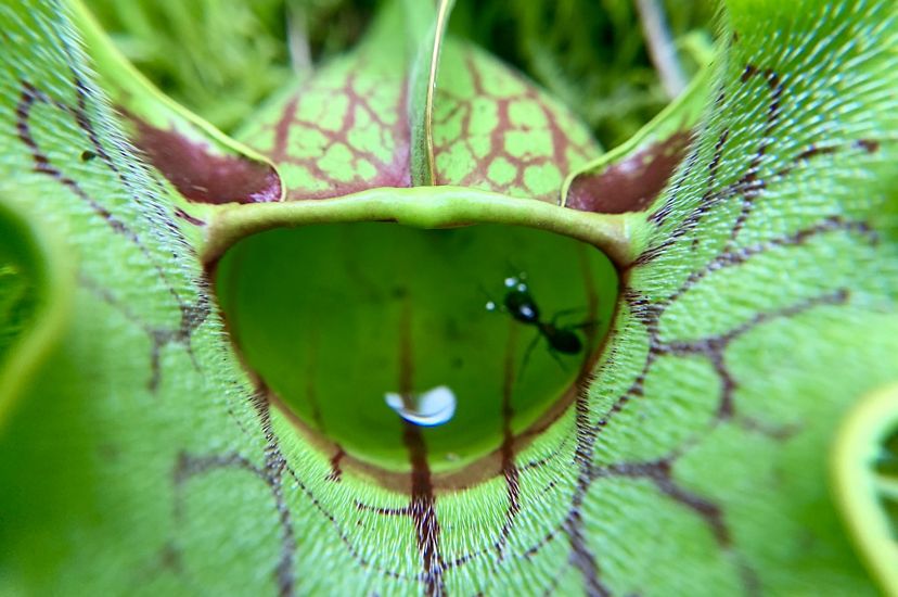 An extreme closeup of a red and green pitcher plant.