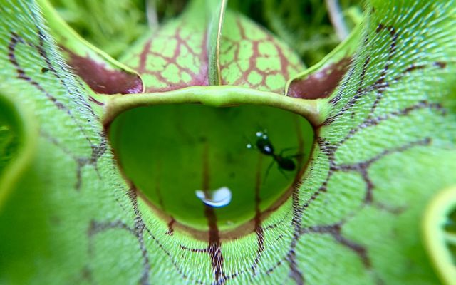An extreme closeup of a small ant floating in a pool of water inside a pitcher plant.