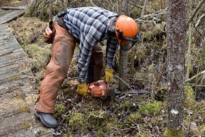 A man uses a chain saw to cut a thin tree that is growing at the edge of a low wooden boardwalk. He is bent over cutting the tree as close to the ground as he can.